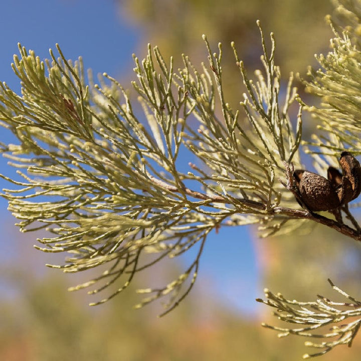 White Cypress Pine product. Used in body scrub. Australian made body scrub. Best body scrub in Australian.