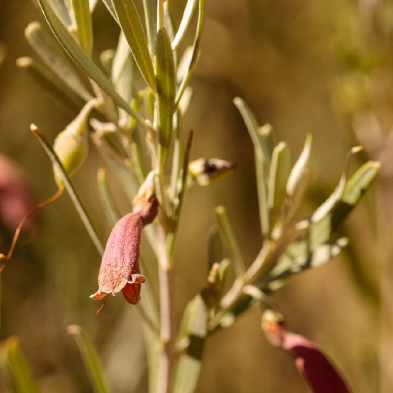 Emu Bush. Native Australian plant. Extracts contained in Yaye's Ochre range.  Native plant extract contained in body scrub.