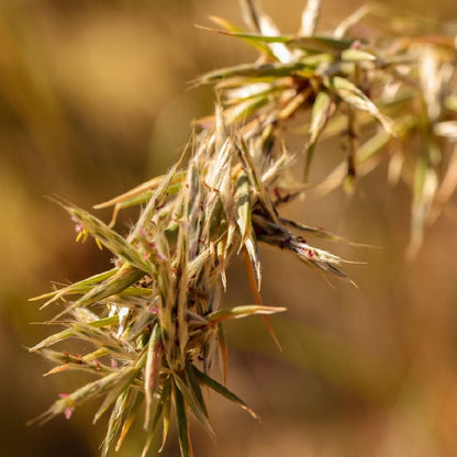 Native Silky lemongrass. Bush medicine. Extracts in Yaye's native silky lemongrass and lime Aboriginal bath crystals range.